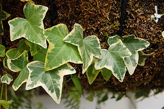 English ivy (Hedera helix) from Wikipedia English ivy (Hedera helix) from Wikipedia